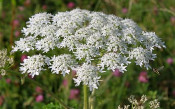 Berce (Heracleum sphondylium) : définition, propriétés et bienfaits