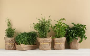 Phyto-Glow : l’éclat naturel venu des plantes