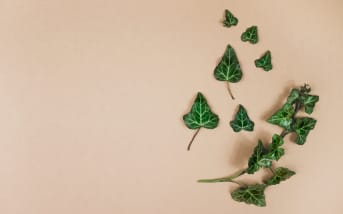 Lierre grimpant (Hedera helix) : définition, propriétés et bienfaits 