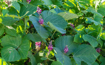 Kudzu (Pueraria lobata) : définition, bienfaits, utilisations