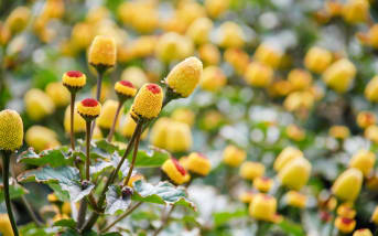 Spilanthes: quali sono i possibili pericoli?