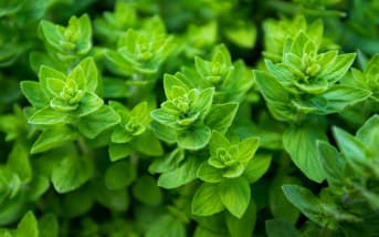 Marjolaine des jardins (Origanum majorana)