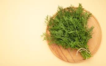 Fenouil sauvage (Foeniculum vulgare)