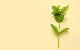 Tout savoir sur la Mélisse