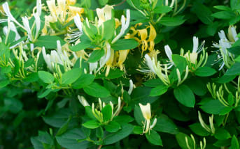 Chèvrefeuille (Lonicera) : définition, propriétés et bienfaits