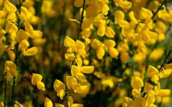 Genêt à balais (Cytisus scoparius) : définition, propriétés et bienfaits