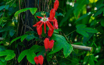 Passiflore rouge (Passiflora coccinea) : définition, propriétés et bienfaits