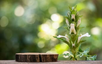 Acanthe sauvage : Propriétés, bienfaits et utilisations ?