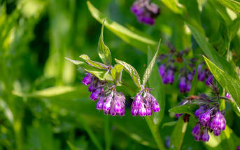 Consoude officinale (Symphytum officinale) : définition, propriétés et bienfaits