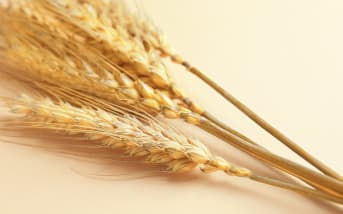 Huile de Germe de blé : bienfaits, précautions et conseils