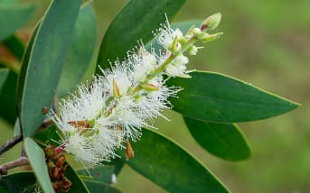 Melaleuca : définition, bienfaits et utilisations