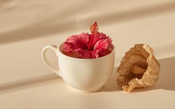 Hibiscus sabdariffa : propriétés, bienfaits et utilisation