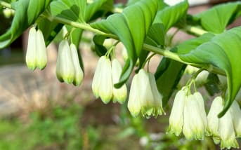 Sceau de Salomon (Polygonatum odoratum) : définition, propriétés et bienfaits