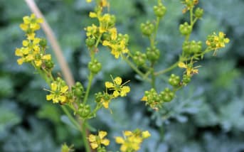 Rue officinale (Ruta graveolens) : définition, propriétés et bienfaits