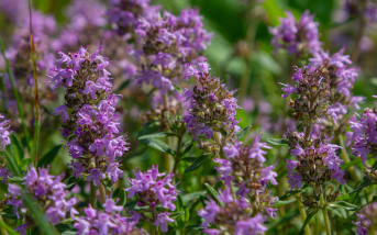 Serpolet : définition, bienfaits et contre-indication