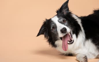 Ce que votre chien comprend vraiment quand vous lui parlez