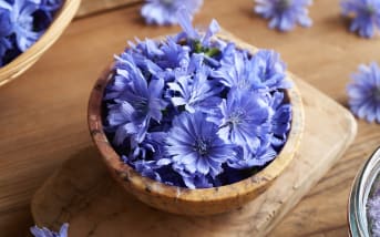 Chicorée sauvage (Cichorium intybus)