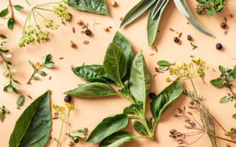 Les 10 meilleures plantes pour faciliter la digestion