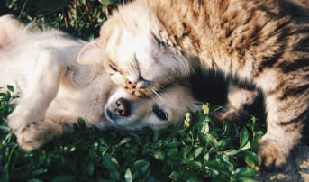 L'alimentation du Chat : Que préconiser ?