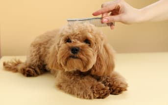 Lavage de son chien : comment et à quel rythme ?