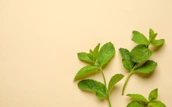 Mélisse officinale (Melissa officinalis) : définition, propriétés et bienfaits