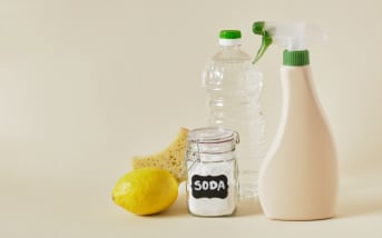 Comment se débarrasser des blattes naturellement ?