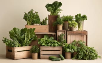 Beauté et jardinage lunaire : quand la nature inspire nos gestes