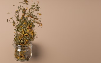 Millepertuis perforé (Hypericum perforatum) : définition, propriétés et bienfaits