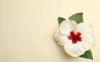 L’Hibiscus, la plante ayurvédique pour renforcer et embellir vos cheveux