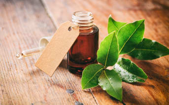 Laurier (Laurus nobilis) :  définitions, propriétés, bienfaits