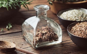 Le chêne (Quercus) : tout savoir sur les bienfaits de son écorce et de ses feuilles