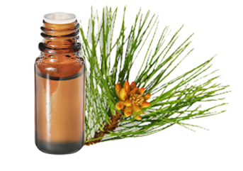 Olio essenziale di Pino Laricio