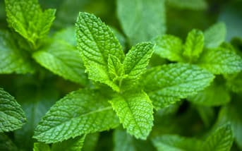 Menthe (Mentha spp.) : définition, propriétés et bienfaits