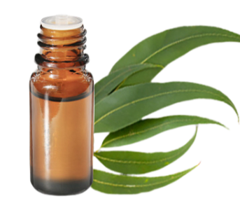 Huile essentielle d'Eucalyptus radié