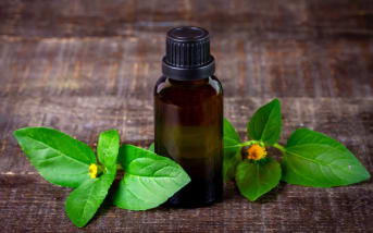 Spilanthes: origini, benefici e consigli per l'uso