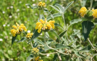 Sauge de Jérusalem (Phlomis fruticosa) : définition, propriétés et bienfaits