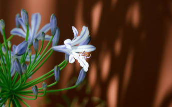 Agapanthe (Agapanthus africanus) : définition, propriétés et bienfaits