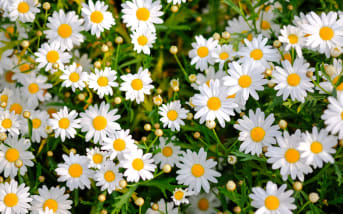 Marguerite (Leucanthemum vulgare) : définition, propriétés et bienfaits