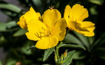 Onagre bisannuelle (Oenothera biennis) : définition, propriétés et bienfaits