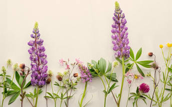 Qu'est-ce que la phytothérapie ?