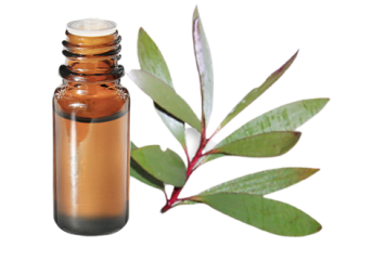 Olio essenziale di Niaouli