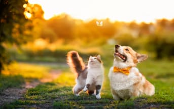 Puces, tiques : ces répulsifs naturels qui protègent vos animaux au printemps