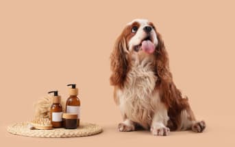 Que faire (et ne pas faire) si vous repérez un épillet chez votre chien ?
