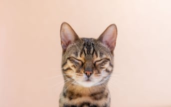 Ronrons et papattes : quand votre chat vous masse, que vous dit-il vraiment ?