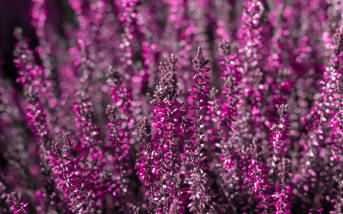 Callune (Calluna vulgaris) : définition, propriétés et bienfaits