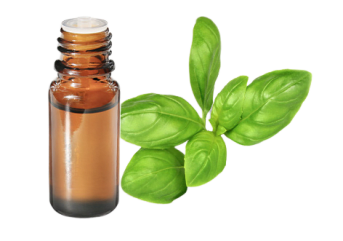 Olio essenziale di Basilico dolce al linalolo
