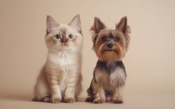 Prendre soin de vos animaux de compagnie avec des solutions naturelles
