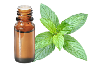 Olio essenziale di Menta citrata