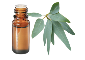 Olio essenziale di Eucalipto staigeriana