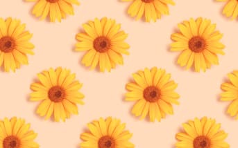 L'Arnica : origines, bienfaits et conseils d'utilisation